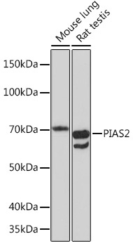 PIAS2 Rabbit Monoclonal Antibody
