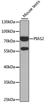 PIAS2 Rabbit Polyclonal Antibody