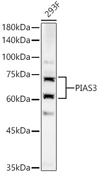 PIAS3 Rabbit Polyclonal Antibody