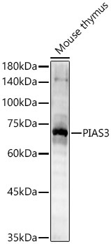 PIAS3 Rabbit Polyclonal Antibody - Image 2