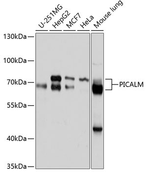 PICALM Rabbit Polyclonal Antibody