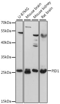 PID1 Rabbit Polyclonal Antibody