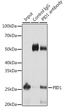 PID1 Rabbit Polyclonal Antibody - Image 2