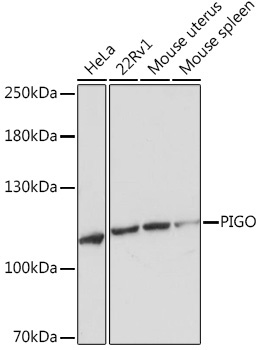 PIGO Rabbit Polyclonal Antibody