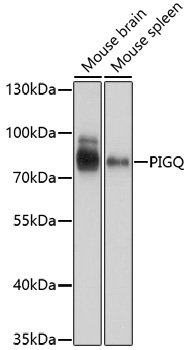 PIGQ Rabbit Polyclonal Antibody