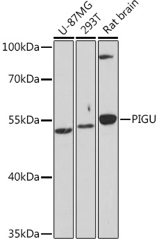 PIGU Rabbit Polyclonal Antibody
