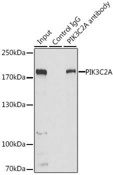 PIK3C2A Rabbit Polyclonal Antibody - Image 6