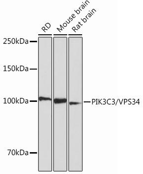 PIK3C3/VPS34 Rabbit Monoclonal Antibody