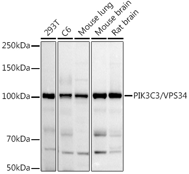 PIK3C3/VPS34 Rabbit Polyclonal Antibody