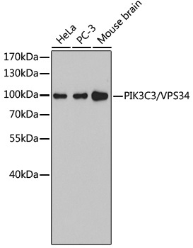 PIK3C3/VPS34 Rabbit Polyclonal Antibody