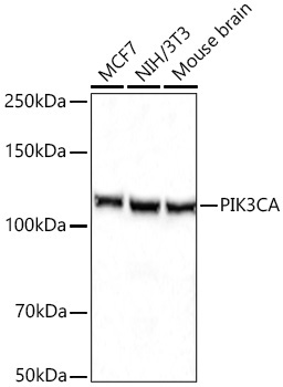 PIK3CA Rabbit Polyclonal Antibody