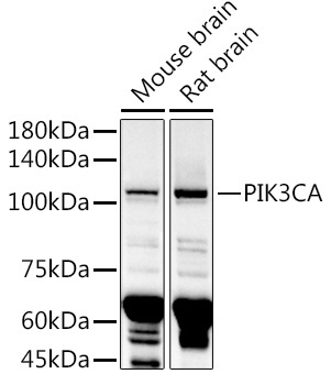PIK3CA Rabbit Polyclonal Antibody