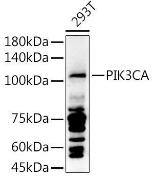 PIK3CA Rabbit Polyclonal Antibody - Image 2