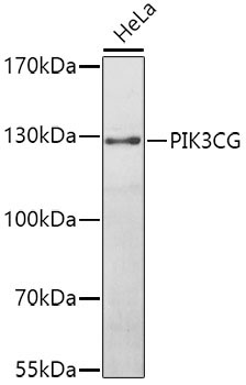 PIK3CG Rabbit Polyclonal Antibody