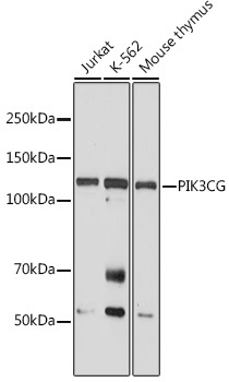 PIK3CG Rabbit Polyclonal Antibody