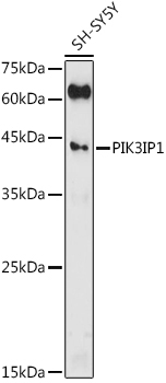 PIK3IP1 Rabbit Polyclonal Antibody