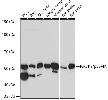 PIK3R3/p55PIK Rabbit Monoclonal Antibody