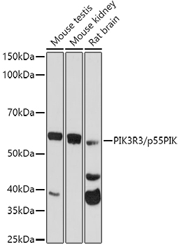 PIK3R3/p55PIK Rabbit Polyclonal Antibody