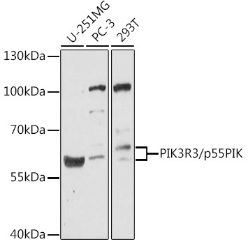 PIK3R3/p55PIK Rabbit Polyclonal Antibody
