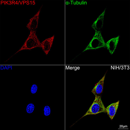 PIK3R4/VPS15 Rabbit Monoclonal Antibody - Image 2