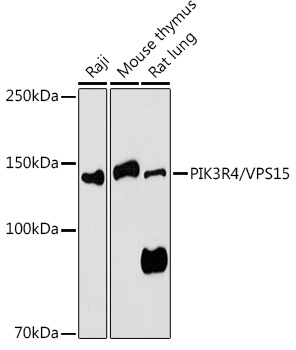 PIK3R4/VPS15 Rabbit Polyclonal Antibody