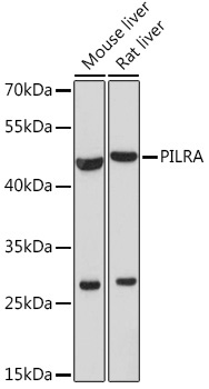 PILRA Rabbit Polyclonal Antibody