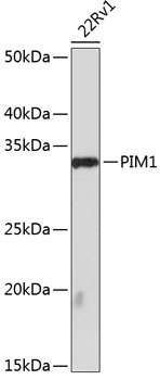 PIM1 Rabbit Monoclonal Antibody