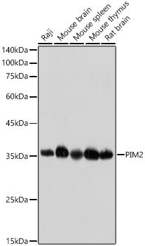 PIM2 Rabbit Monoclonal Antibody