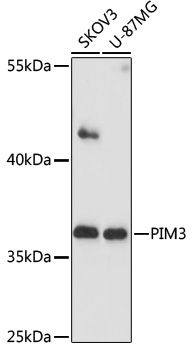 PIM3 Rabbit Polyclonal Antibody