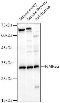 PIMREG Rabbit Polyclonal Antibody