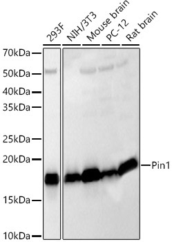 Pin1 Rabbit Polyclonal Antibody