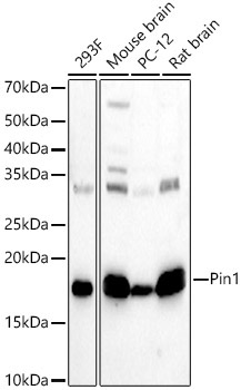 Pin1 Rabbit Polyclonal Antibody