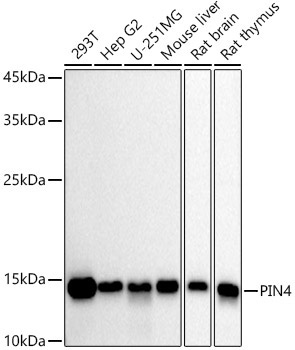 PIN4 Rabbit Monoclonal Antibody