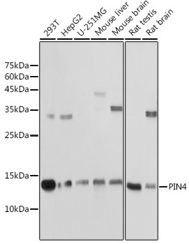 PIN4 Rabbit Polyclonal Antibody