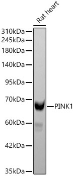PINK1 Rabbit Polyclonal Antibody