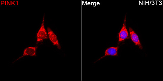 PINK1 Rabbit Polyclonal Antibody