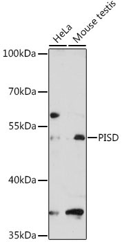 PISD Rabbit Polyclonal Antibody