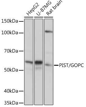 PIST/GOPC Rabbit Monoclonal Antibody