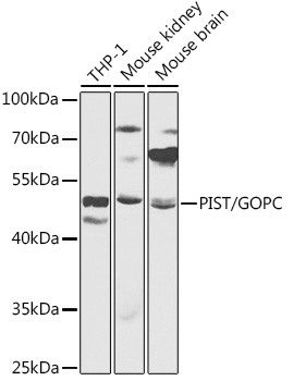 PIST/GOPC Rabbit Polyclonal Antibody