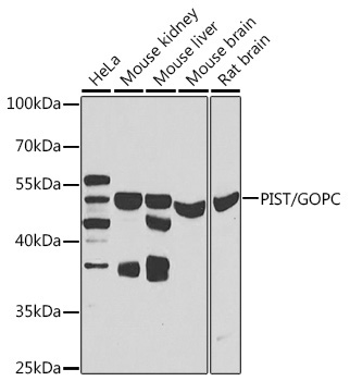 PIST/GOPC Rabbit Polyclonal Antibody