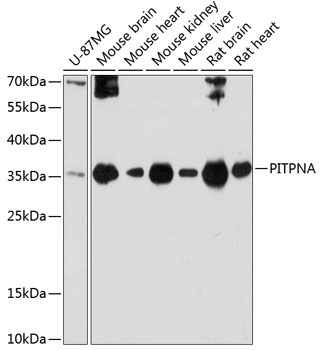 PITPNA Rabbit Polyclonal Antibody