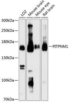 PITPNM1 Rabbit Polyclonal Antibody