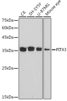 PITX3 Rabbit Monoclonal Antibody