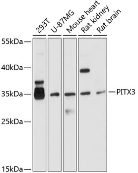 PITX3 Rabbit Polyclonal Antibody