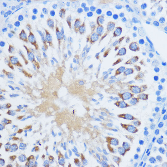 PIWIL1 Rabbit Polyclonal Antibody - Image 2
