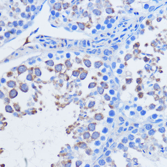 PIWIL1 Rabbit Polyclonal Antibody - Image 3