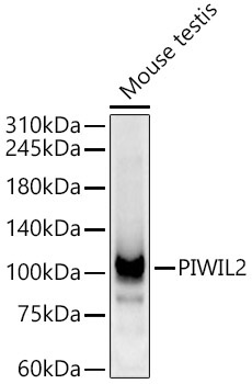PIWIL2 Rabbit Polyclonal Antibody