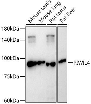 PIWIL4 Rabbit Polyclonal Antibody