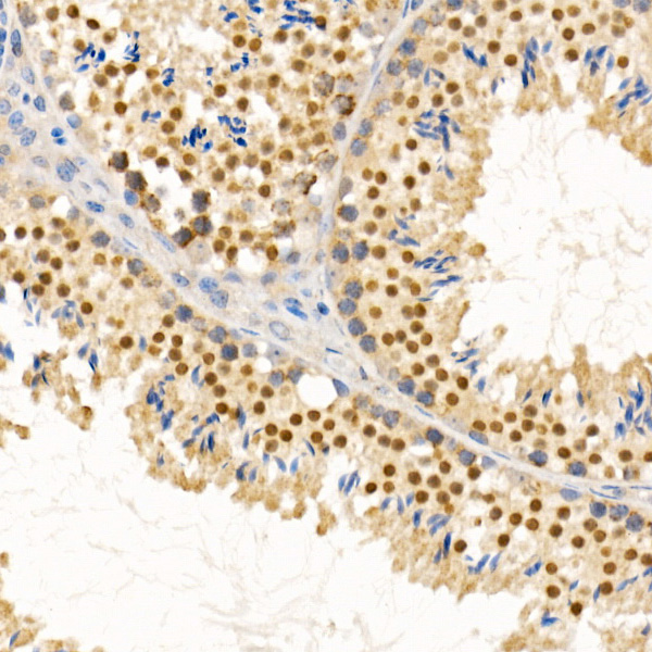 PIWIL4 Rabbit Polyclonal Antibody - Image 2