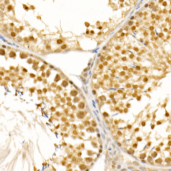 PIWIL4 Rabbit Polyclonal Antibody - Image 3